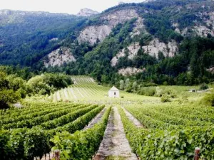 Châtillonais vineyard