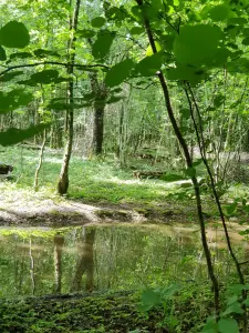 Foresta sul circuito di Deer - Châtillon-sur-Seine (Dorina © Gatteaut)