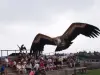 Spectacle des Géants du Ciel