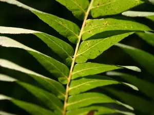 Royal fern, endemic to the forest Chaux (© Frantz)