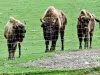 Parc polaire - Bisons d'Europe (© J.E)