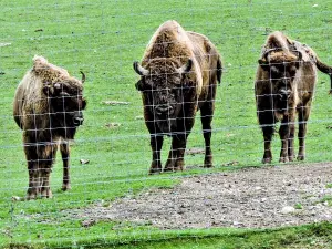 Polarpark - Europäischer Bison (© J.E)