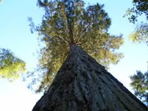 Wald von Darney - Naturstätte in Claudon