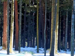 Verschneite Wälder