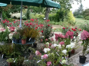 Hydrangea paniculata zu Renaudies Gärten
