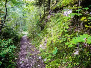 Path to the ruin of Châtelneuf-en-Vennes (© J.E)