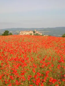 Coquelicots (© OT Cordes/BP)