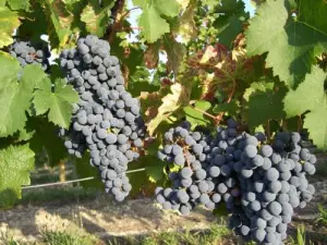 Cabernet Franc, sagte Brittany