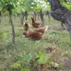 Here hens live in the vineyards