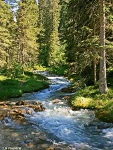 Torrent de la Rosière