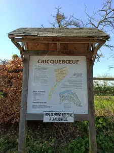 Criqueboeuf