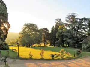Château Cornudet, the park at sunrise with Atlas cedar