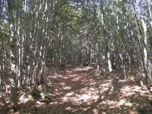 Forêt de Boubon - Allée des charbonniers