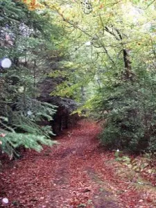 Caminhada na floresta