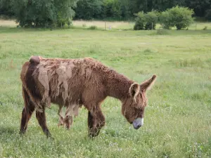 Baudet du Poitou