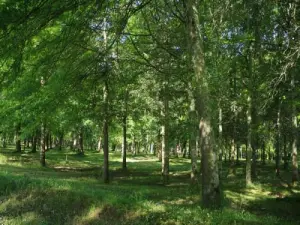 Bois de Boulogne