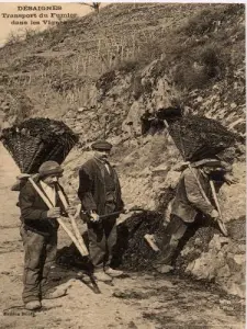 Les travaux dans les vignes vers 1900
