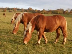 Comtois paarden in de wei