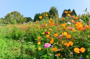 开花休闲