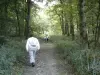 Éperlecques - Route in het bos van Éperlecques