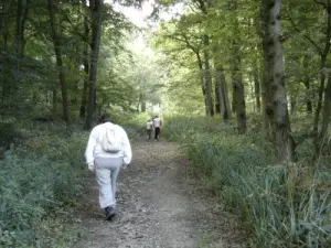 Ruta en el bosque de Éperlecques