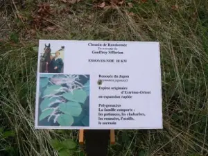 Panels auf Flora und Fauna - Way Geoffroy Sifferlen