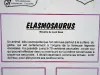 Elasmosaurus (© J.E)