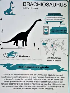 Brachiosaurus (© J.E)