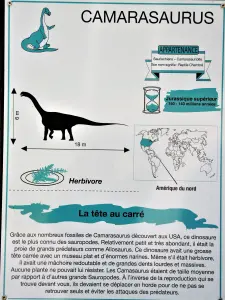 Camarasaurus (© J.E)