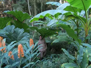 jungle Tuin