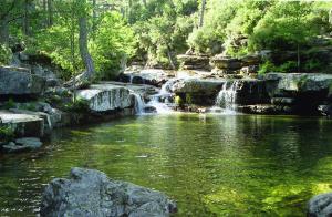 Forêt Daïtone Site Naturel à évisa