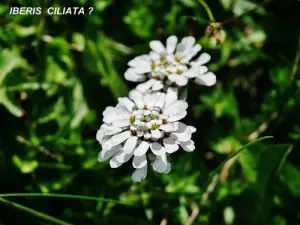 Flora do Vale do Eyne (© Jean Espirat)