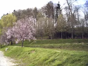 Promenade au bois Banal