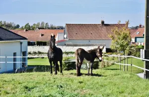 Il villaggio