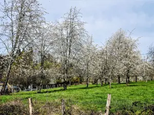 Cherry Orchard, región de Fougerolles (© J.E)