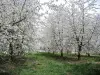 Huerto de cerezos - Aldea de Prémourey (© J.E)