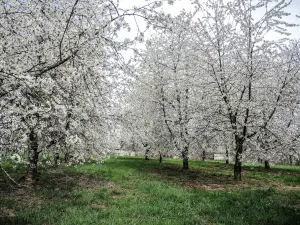 Huerto de cerezos - Aldea de Prémourey (© J.E)