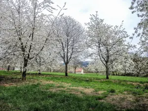 Huerto de cerezos de Prémourey (© J.E)