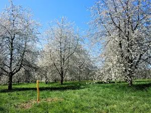 Huerto de cerezos de Prémourey (© J.E)