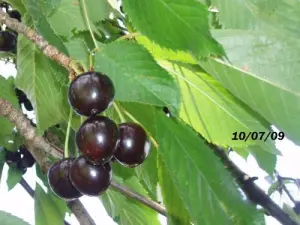 Cerezas de Fougerolles