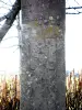 Detalle de la escultura de flores, en el oratorio de la aldea de Deshayes (© Jean Espirat)