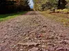 Un tronçon de l'ancienne voie romaine, sur les hauteurs du Chérimont (© J.E)