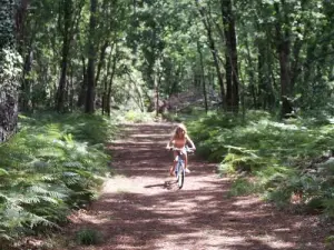 牧歌的な環境の自転車道