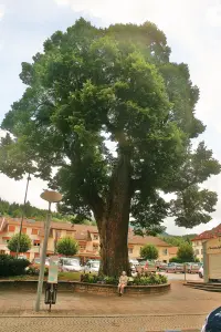 世俗石灰树，种植在十六世纪（©Jean Espirat）
