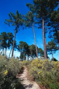 Pinia floresta em Ghisonaccia