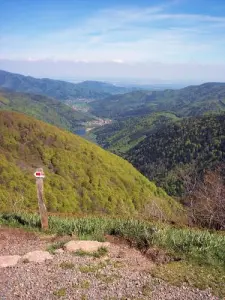 View over the Doller Valley