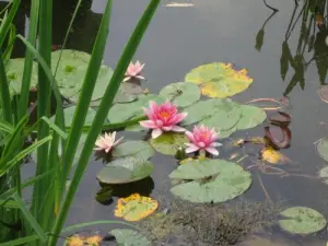 Water lilies in Monet's garden