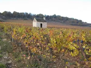 Vignoble en automne