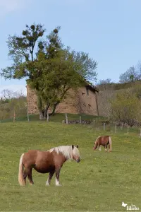 Comtois horses