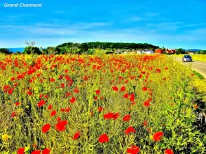 Новый район за цветущим полем (© Jean Espirat)
